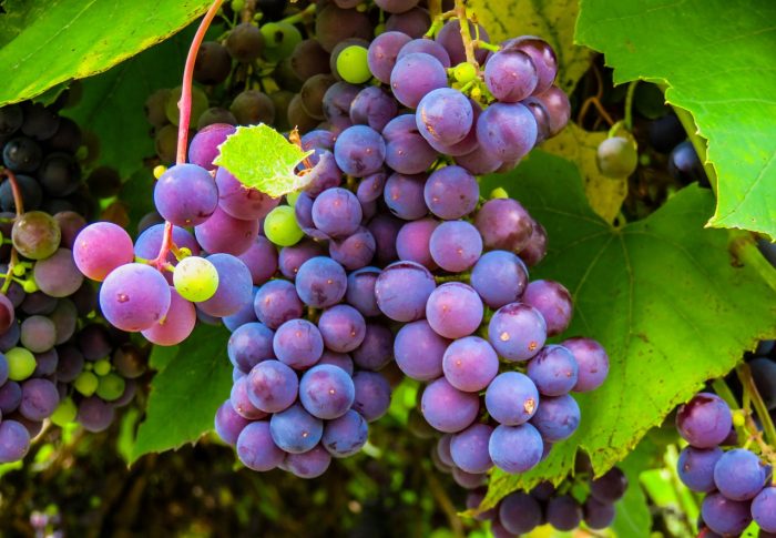 Du vin pourris à la table du roi